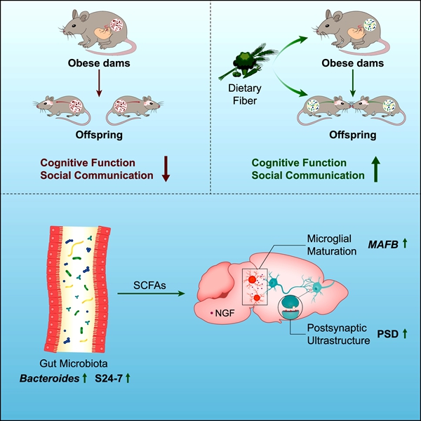 ��ʳ��Ԥ���������񾭷����»���ժҪͼ ����_����.jpg